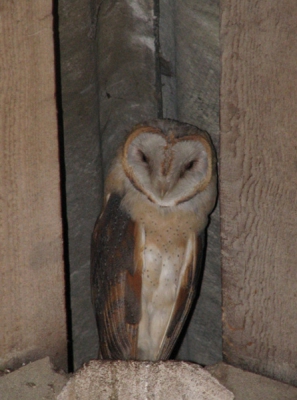 Al een paar jaar broedt een kerkuilenpaar bij ons in de schuur. We zitten op het 7e broedsel te wachten, maar het schijnt een slecht muizenjaar te zijn. Het is ook nog steeds heel rustig op het nest. Het is heel bijzonder deze vogels dicht in je nabijheid te weten. We zien ze helaas minder vaak dan dat we ze horen. In de wintermaanden kunnen we de klok er op gelijk zetten: rond half elf  s avonds horen we ze krijsen. Heel soms komen we elkaar toevallig tegen, zoals op deze foto uit 2005.