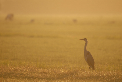 <i class='fa fa-user'></i> Eric Gibcus | Blauwe Reiger  <i class='fa fa-eye'> 359</i>   <i class='fa fa-comment-o'> 3</i>