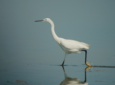 Moeilijk fotograferen midden op de dag in de Camargue door het keiharde licht. Deze kleine zilverreiger nam een aanloop voordat hij er vandoor ging. Kon hem nog net vastleggen.
Nikon D50 Sigma 50-500 op 500mm. 
S 1600 A 6.4