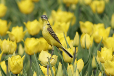 Op de nog net niet gekopte gele tulpen.
Zoals je kan zien vond hij mij erg interresant.