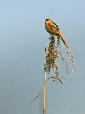 Hallo Karel, ik ben meneer 5 (Jan), helaas geen andere invalshoek. Wel een Baardman.