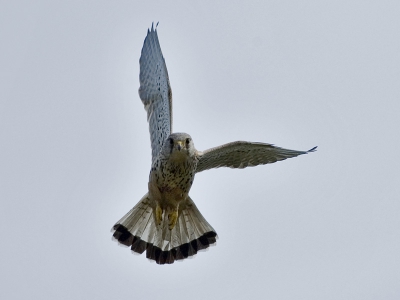 Deze torenvalk was wat uit zijn evenwicht. Het leek net of hij even naar me zwaaide. Nikon D70, 4,0-300mm, 1/2500, 5,6