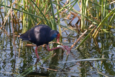 Deze purperkoet verscheen na een tijdje in een vijver nabij een golfterrein in Quinta do Lago in het natuurgebied Ria Formosa. De foto is genomen vanuit een schuilhut.
