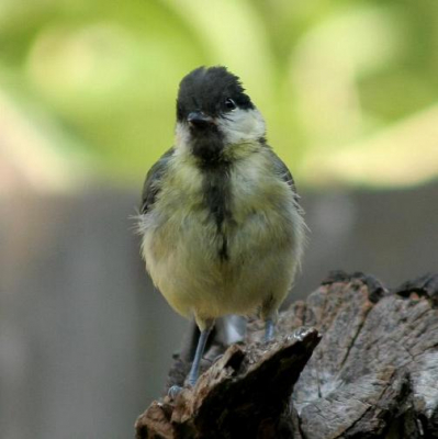 mijn eerste foto op birdpix,ik heb de foto gemaakt in de tuin waar veel vogel soorten komen.gemaakt met een canon 350 D