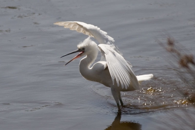 Mooie pose van deze kleine zilverreiger. Altijd weer een strijd om de goede belichting te vinden voor deze vogel.