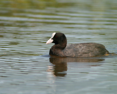 Ik heb nog een hoop te leren over vogelfotografie, maar toch gaat het steeds beter!