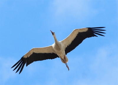 Deze ooievaar kwam laag overvliegen in Blijdorp, op deze foto stijgt hij iets waardoor de buik ook goed belicht is.