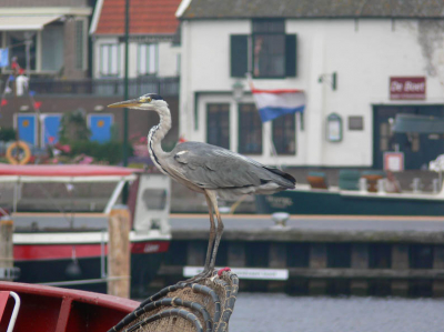 Deze Blauwe Reiger gaat op in in alle kleuren van de haven.