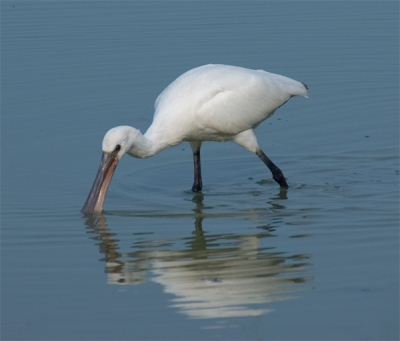 Deze lepelaar liet zich uitgebreid bewonderen, heel dichtbij de Kluut. Het is duidelijk een voordeel dat het water zo laag staat, dat alle vogels dichtbij de hut kunnen fourageren.