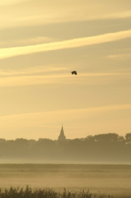 Was sfeerplaatje aan het schieten van kerktoren in de morgennevel toen deze Buizerd(?) m'n beeld invloog