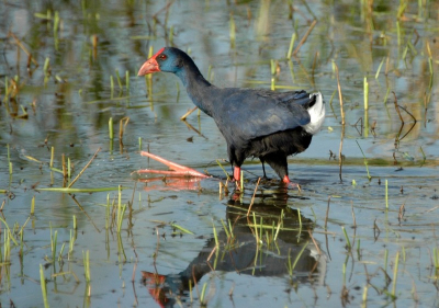 Een stukje paradujs op aarde. Moerasvogels komen hier in grote varieteit en aantallen voor. Een echte aanrader.