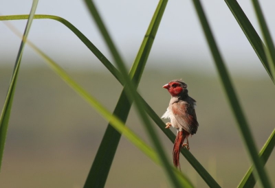 Een prachtig gebied om vogels en andee dieren te bekijken