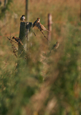 Meestal probeer ik de vogels zo formaat vullend te fotograferen, maar bij het zien van deze groep huismussen tussen het hoge onkruid bij zonsondergang heb ik geprobeerd de sfeer vast te leggen.