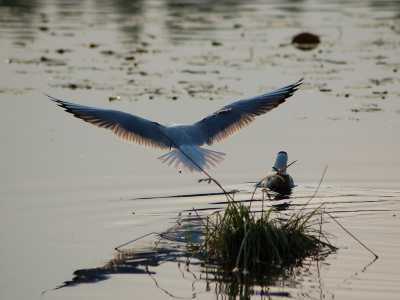 Deze kwam net aanvliegen en lande heel rustig op het water.