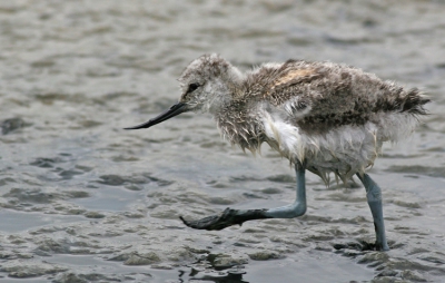 Een kordaat vogeltje die duidelijk weet wat die wil.