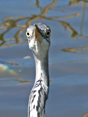 Deze reiger kwam heel dichtbij me, omdat ik brood (voor de eendjes...) in het water gooide dat hij graag wilde inpikken. Vandaar de gretige blik in zijn ogen!
