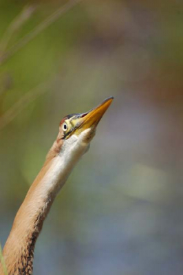 Na lang wachten in de schuiltent, kwam hij plots voor me zitten. Hij kwam rustig vissen maar werd soms opgeschrikt door andere overvliegende vogels.