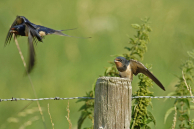 In een fractie van een seconde is het voeren gebeurd en "is de vogel weer gevlogen".