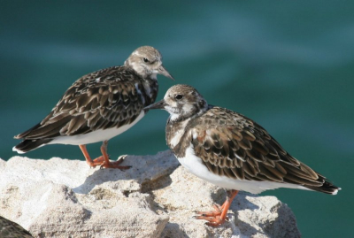 2 juveniele exemplaren op een rotspunt