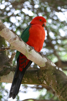 Het mannetje in fel rood kleed.  Het vrouwtje met meer groen (zie volgende foto)