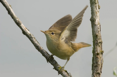 Geen ijsvogel op de tak maar een Kleine Karekiet. Wel heel veel ijsvogel gezien maar niet op de tak. Twee adulten en 1 juv.