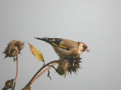 een fouagerende putter op een zonnebloem.

Gemaakt met Nikon coolpix4500 en leica apo televid telescoop