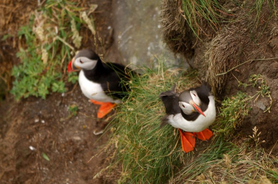 Hangend over een klif op het eiland Runde voor de kust van Noorwegen met een Nikon D2x en 200mm. Het waaide enorm, minstens een 8. Wat zijn het toch koddige beestjes. Zitten hier tot half augustus om daarna tot februari weer op zee door te brengen. Kunnen 35 jaar worden en houden het bij dezelfde partner.