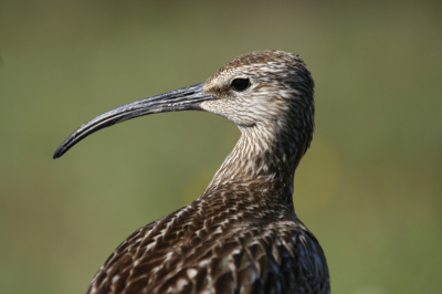 De wulpen hadden jongen en waren dus erg op hun hoede in het hoge gras.
Canon 350D, Sigma170-500@500mm, 1/400, F7.1, iso100, Full frame