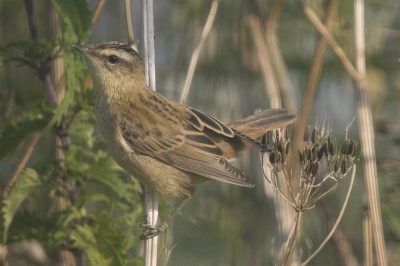 Het is maar goed dat je een staart hebt als je je evenwicht moet bewaren. 
ISO 200, Sigma 50-500 op 500mm, F 6.3, 1/500 sec.