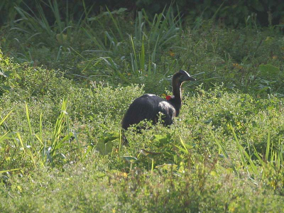 7 uur 's ochtends zagen we deze juveniel grazen in een zonnig stukje. Tot toen alleen de verkeersborden gezien, die waarschuwden voor deze loopvogels (veel worden er kennelijk aangereden), maar nog nooit eerder de vogel in het echt gezien. Helaas staan zijn immense poten er niet op.