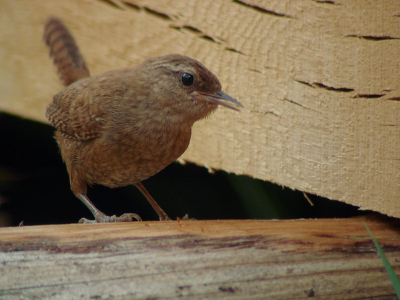 Het winterkoninkje is een vaste bewoner van de Koninklijke houtvesterijen. Het vogeltje zoek daar altijd zijn voedsel tussen de omgezaagde boomstammen en nieuw gezaagde balken. Als ie helemaal tussen de opgstapelde balken zit is het heel moeilijk om te voorspellen waar ie tevoorschijn piept. Ze zijn dan ook verschrikkelijk snel met hun bewegingen dat het haast niet te volgen is.

Deze foto is gemaakt na zonsondergang:
Sony W-15 Kowa TSN-821M
1/40 sec, iso 200
ik heb iets van de voorgrond en van de linkerkant gehaald (<15%) omdat er een lelijk roodborstpoepje op zat