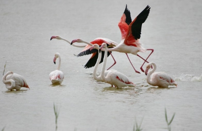<i class='fa fa-user'></i> jm | Flamingo  <i class='fa fa-eye'> 829</i>   <i class='fa fa-comment-o'> 1</i>