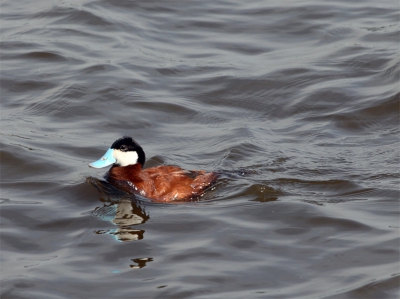 De eerste keer dat ik deze soort zag. Wat een mooie vogel. Wel een beetje een biologieboekplaatje (aan de saaie kant qua compositie).