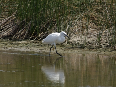 Mijne 1e dag aan Etang de Villepey zag ik deze kleine zilverreiger foerageren, stak mooi af tegen de kant.
AF-I 600/F4, 1/500 sec, F9, ISO 200. Niet gecropt.