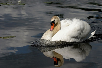 Op een mooie dag in Ankeveen kwam ik deze boze zwaan tegen. De spiegeling in het water viel mij op. Het is net of hij een diamanten boch golf om heeft.