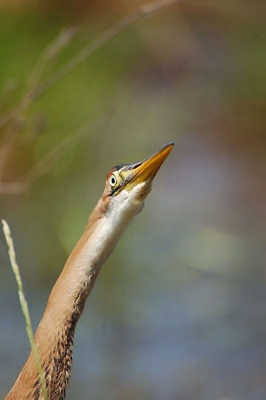 Na lang wachten in mijn schuiltentje kwam hij plots voor me zitten. Af en toe werd hij opgeschrikt door over vliegende vogels.