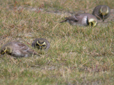 Vier op'n rij.... Foto gemaakt met windkracht 7 tot 8.