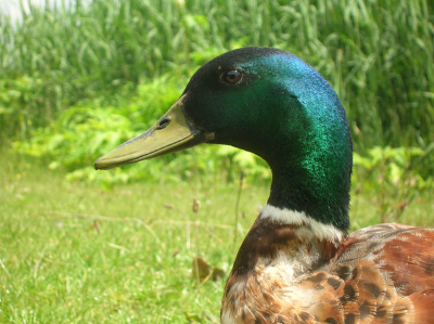 Gemaakt met Nikon Coolpix 4600

Wat vinden jullie van deze foto?
