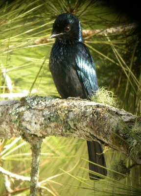 digiscoping Coolpix 4500 + leica Apo Televid 77