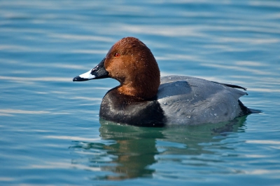 Een foto van begin dit jaar. In de haven van Lausanne aan het meer van Geneve overwinterden vele eenden. Zo ook deze tafeleend. De foto is <20% gecropped. Misschien niet een hele spannende actie plaat, hopelijk wordt ie toch gewaardeerd.