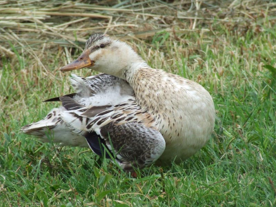 Gemaakt met Nikon Coolpix 4600.
Gemaakt met Nikon Coolpix 4600.