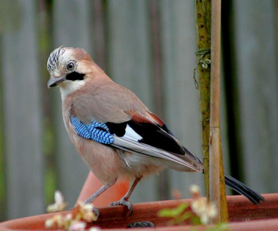 deze foto heb ik gemaakt in de tuin,deze gaai is een regelmatige bezoeker.de foto is gemaakt met een canon 350D.