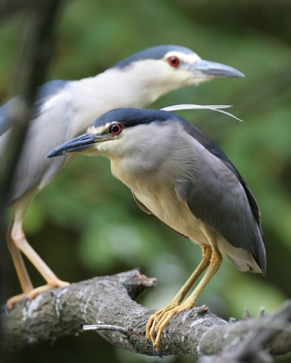 Canon EOS 20D, Canon EF 600mm f/4L IS USM