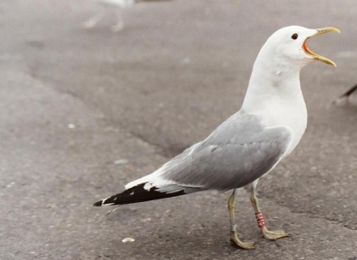 Deze geringde Stormmeeuw vond ik in de haven van Helsinki. De vogel is een drie jaar adult mannetje geringd op Helgoland. En heeft een afstand afgelegd van 1191 km afgelegd. Dank aan Ruud Altenburg en Sonke Martens voor de info.