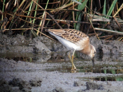 hier nog een foto van de vogel