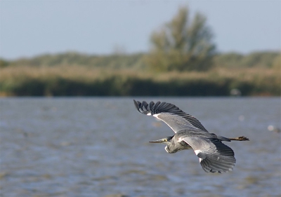 <i class='fa fa-user'></i> Karel Mauer | Blauwe Reiger  <i class='fa fa-eye'> 553</i>  <i class='fa fa-thumbs-up'> 4</i>   <i class='fa fa-comment-o'> 1</i>