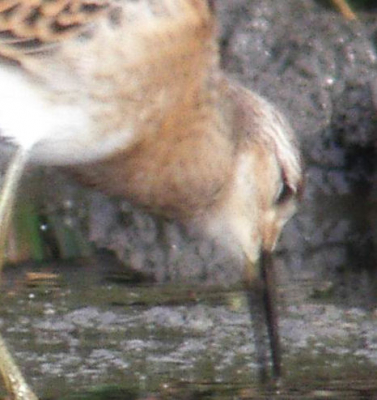 hier zie je toch een wit randje om het oog en een witte baan boven het oog (is wel een slechte foto maar hij heel ver weg)