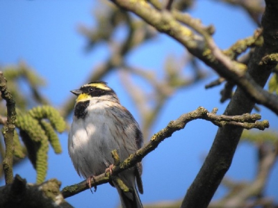 Een drietal heeft enkele weken in mijn tuin verbleven.
Had geen ring komen normaal in Siberie en China voor.
Foto gemaakt in de tuin in een notenboom.