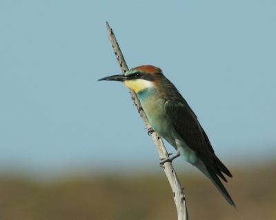 Een van de vele bijeneters op het eiland Rhodos. Dit jaar de zomervakantie daar door gebracht. Deze kwam vlak bij de auto zitten net voordat alles opgejaagd werd door een havik.
gemaakt met 300mm f6,3, 1/1000s