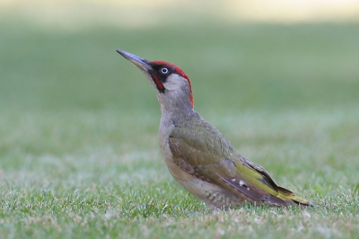 Canon EOS 20D, Canon EF 600mm f/4L IS USM